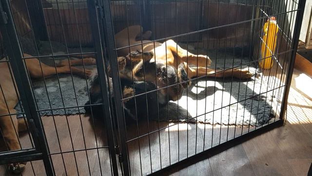 Ягдтерьер Рида и родезийский риджбек Оранж :) смотреть онлайн