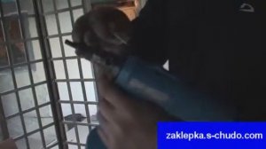 Настройка рабочего хода в инструменте Rivetec RL50 после доливания масла