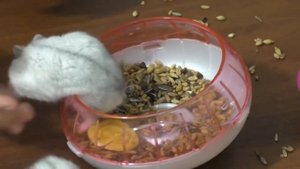 Плюсы содержания джунгарских хомячков