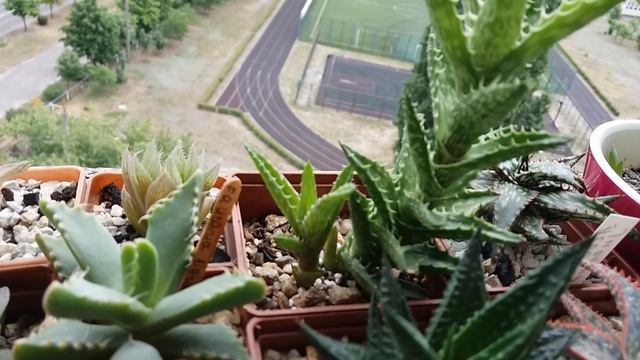 Хавортии, Гастерии, Алое Вера пересадка отделяю деток смотреть онлайн