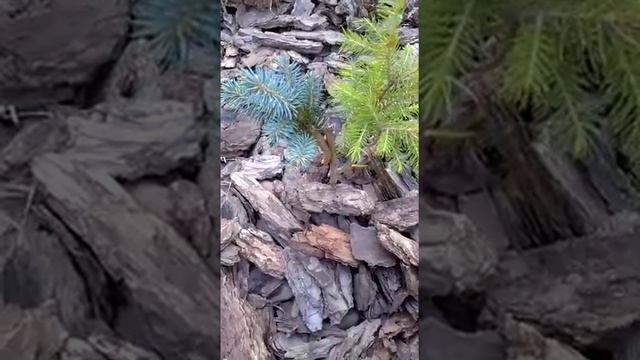 Годовалая прививка голубой ели.