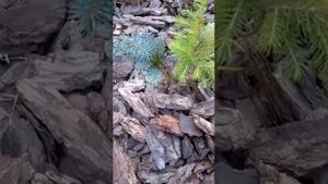 Годовалая прививка голубой ели.