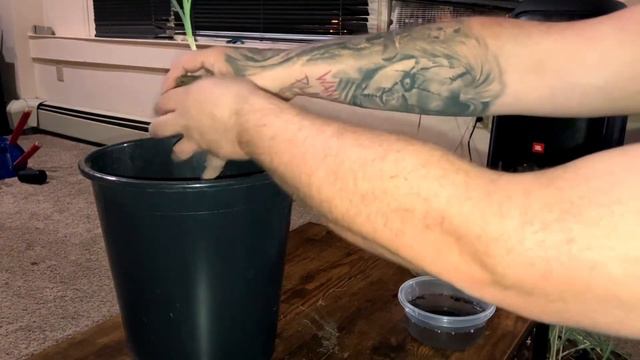 How to Prepare giant Onion Seedlings for Planting Outside
