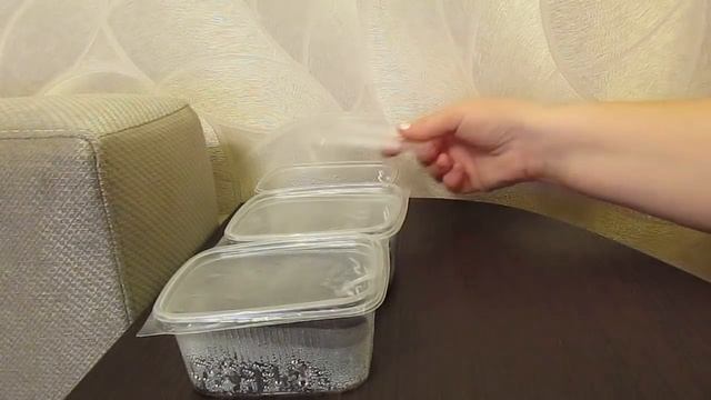 Гейхера.Начинают появляться первые всходы.02.03.2019 смотреть онлайн