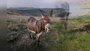В чем разница между ослом и ишаком?