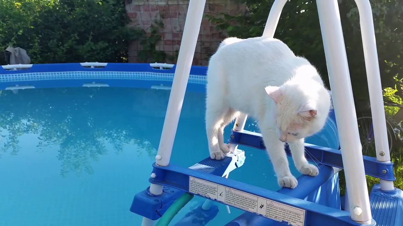 Кот и бассейн смотреть онлайн