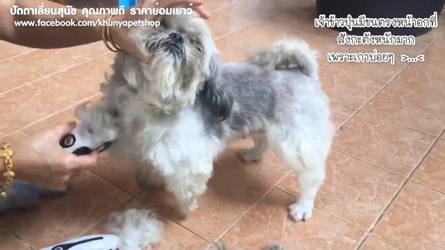 ไถขนสุนัขเองที่บ้าน (ปัตตาเลี่ยนzowael : Pet trimmer) смотреть онлайн