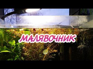 МАЛЬКИ ГУРАМИ И КОРИДОРАСА