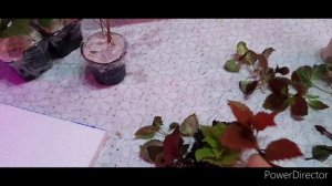 теплая посылка для отправки цветов зимой