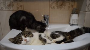 Кот Вася купается в раковине) #кот #вася