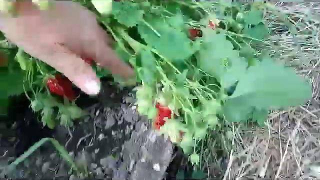 Купчиха земклуника смотреть онлайн