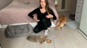 ПЕРВАЯ НОЧЬ С ЩЕНКОМ ДОМА/ Таффи напал на Сэдди/ ВЛОГ