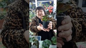 полив и подкормка бегоний