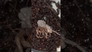 Процесс линьки малыша птицееда ласиодора парахибана!