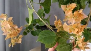 цветение бугенвиллии Маскарад и Кроссандры