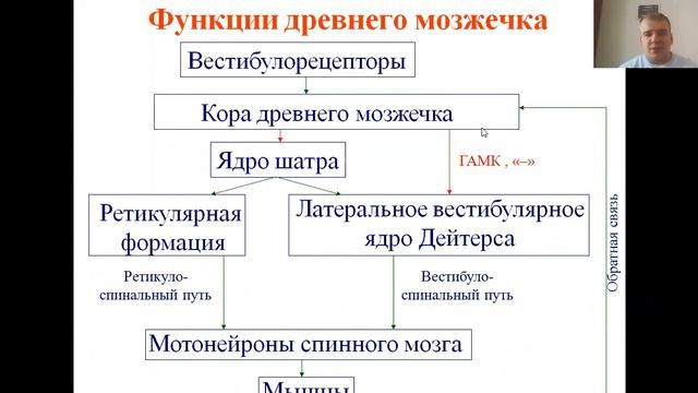 Мозжечок
