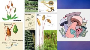 §18 "Бесполое размножение", Биология 6 класс, Сивоглазов