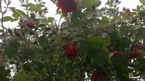 Розы завалят бурным цветением Подкормка роз в июне