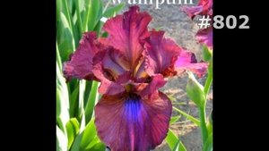 #802. Ирисы - самые яркие цветы