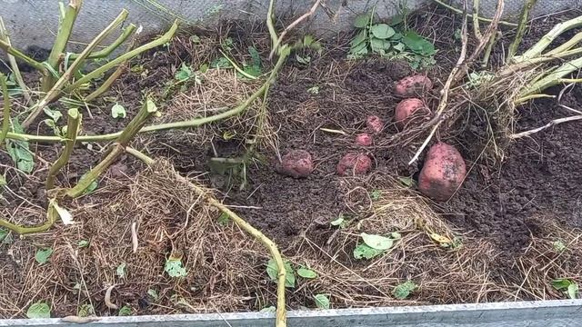 Уника - самый урожайный сорт картофеля в России!!!???☝ смотреть онлайн