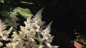 Астильба Рок энд Ролл (Rock and Roll)