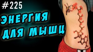 энергия мышц - атф или откуда мышцы берут энергию