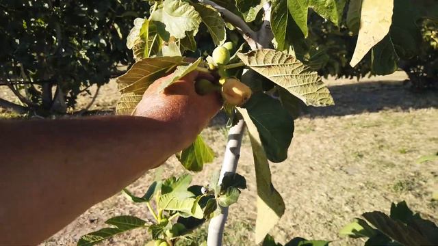 Janice Seedless Fig смотреть онлайн