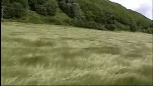 Ивушка Марсель Давлетов