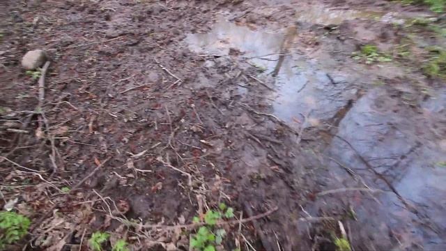 ✅КАК ЖИВЕТ БАРСУК?| ЦЕЛЫЙ ЗООПАРК ЛЕСНЫХ ЗВЕРЕЙ ПОПАЛСЯ В ФОТОЛОВУШКУ В ЛЕСУ смотреть онлайн