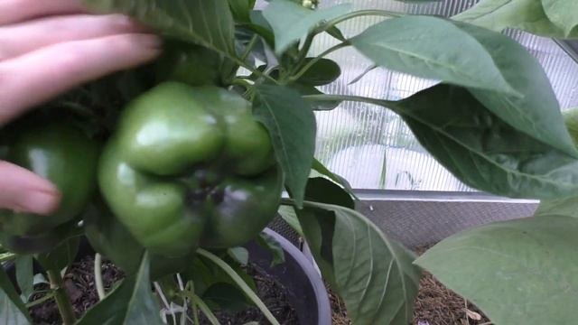 Переделали стандартную арочную теплицу Дачная 2 ДУМ. Теперь томатам в ней раздолье смотреть онлайн