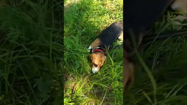 Поход на Алтай | Бигль Бостон | Гора Белуха смотреть онлайн