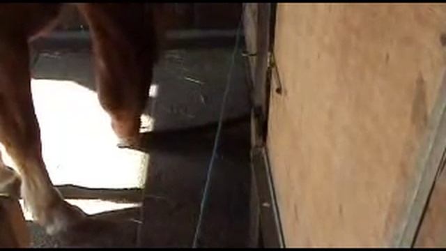 Лошадь и мул используют инструмент. смотреть онлайн