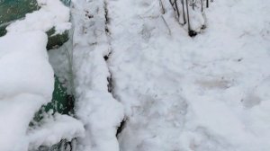 зимовка карники в экстремальных условиях на севере😁 ну а серьезно как зимуют ''южные'' пчелы в Л О.