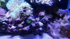 Рыба собачка биколор прибирается у себя в норке, морской аквариум, мини риф