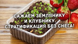 Супер способ посева земляники и клубники. Стратификация в холодильнике.