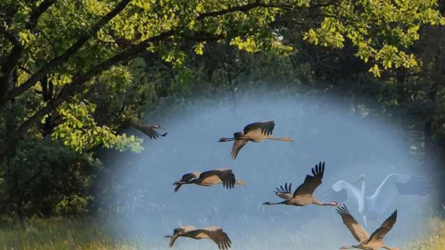 Г Погорельская Журавли народная песня смотреть онлайн