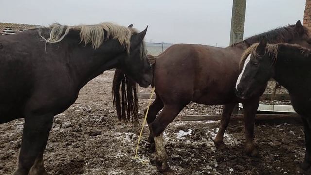 Карина не покрылась делаем повтор смотреть онлайн