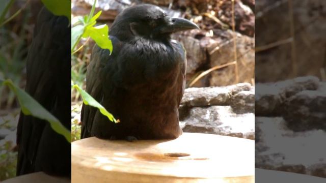 SLEEPY CROW