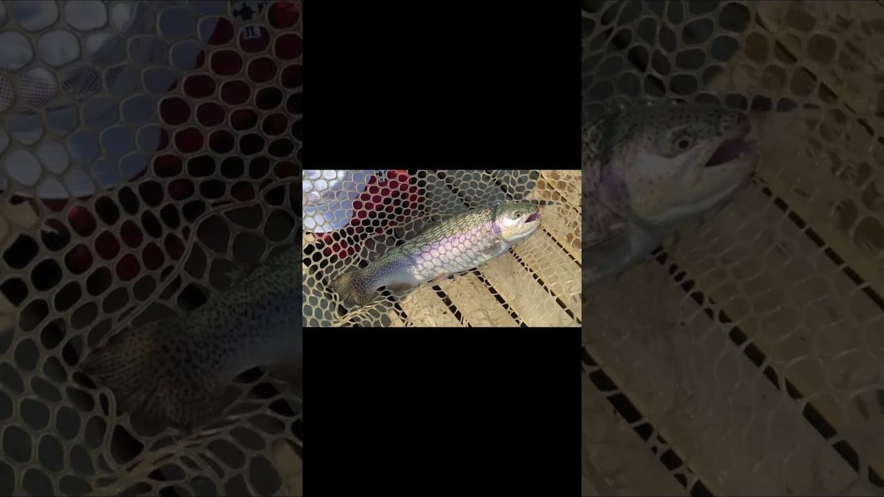#ловляфорели #fishing #рыбалка #спиннинг #форель #ловляфорелинаспиннинг #форельнаспиннинг