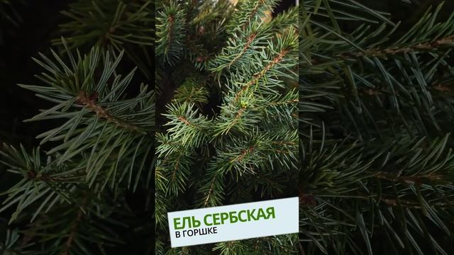 ЕЛЬ СЕРБСКАЯ В ГОРШКЕ от ELKI.VIP