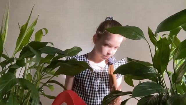 Удобрение для СПАТИФИЛУМА И АНТУРИУМА!
