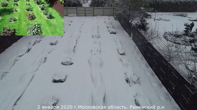 Укрытие роз на зиму в Московской области.