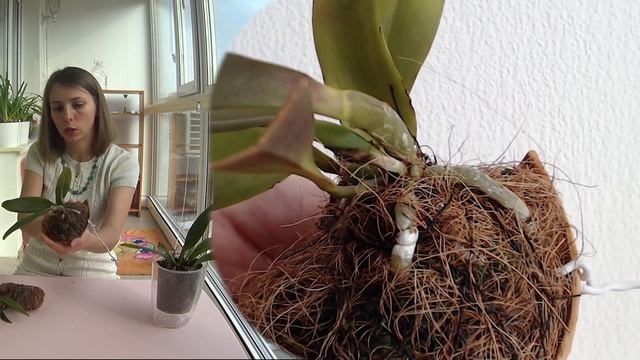 ? Каттлея (Cattleya) из фласки спустя 4 года? смотреть онлайн