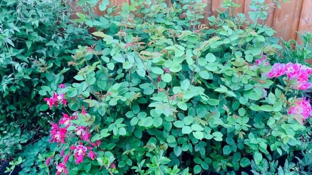 Planting Alyssum, Little Quick Fire Hydrangea, Primrose & Lobelia + Mulching Front Garden - May 202 смотреть онлайн