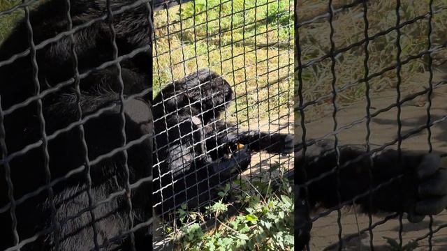 Два важных шимпанзе) Тайган смотреть онлайн