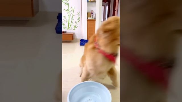 成精的狗子：四毛花式坑爹，搞的毛爸苦不堪言，四毛：我有人撐腰你有嗎？ 【起錯名的四毛】 смотреть онлайн