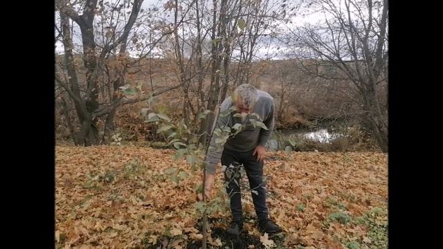 Побелка плодовых деревьев Для чего она нужна и в какое время белить смотреть онлайн