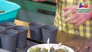 КАК И КОГДА ПЕРЕСАЖИВАТЬ ПЕТУНИЮ