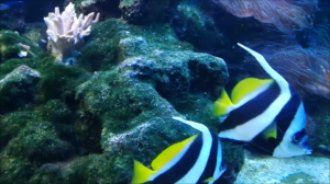 Подводный мир прекрасен…