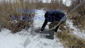 Успешно закрываем сезон на бобра! Бобровая струя!